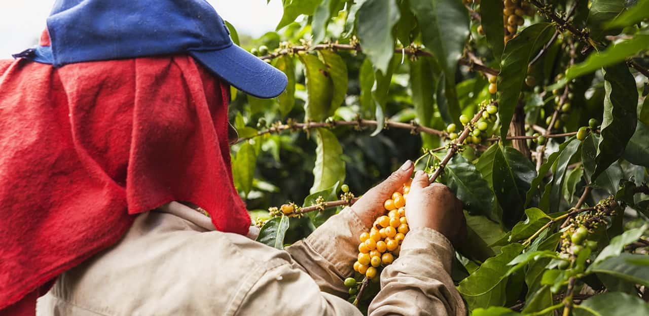 Cocoa plucking